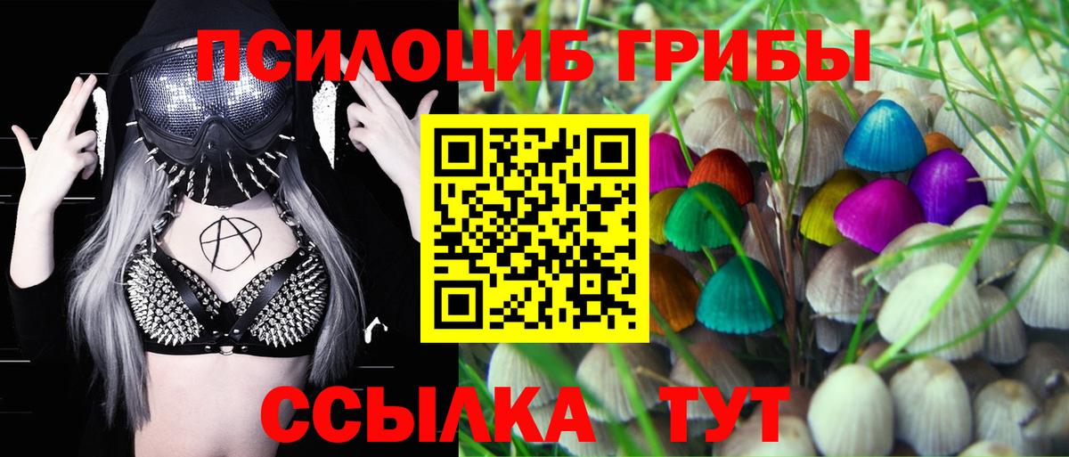 Галлюциногенные грибы Psilocybe Братск